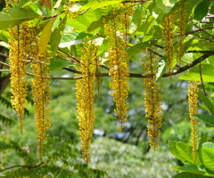 Tree  flowers