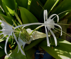 lily