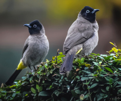 White-spectacled Bulbul