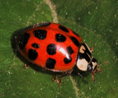 On its leaf...