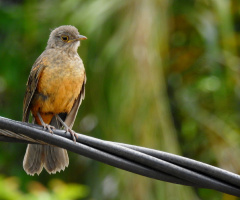 Turdus rufiventris