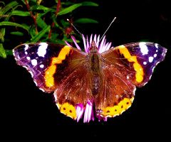SCHMETTERLING