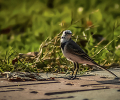 Ak kuyruksallayan - White Wagtail