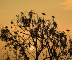 It’s time to rest - Ak balıkçıllar- white egret,