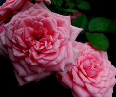 Mini Roses