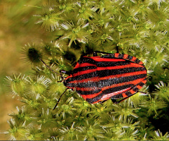 STREIFENWANZE