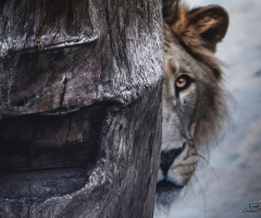 Pusu - Lion waiting in ambush