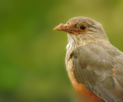 Turdus rufiventris 