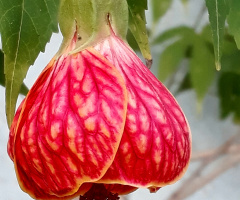 Bell Flower