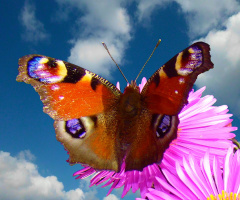SCHMETTERLING