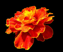 BLÜTE