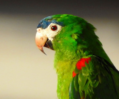 Arara 