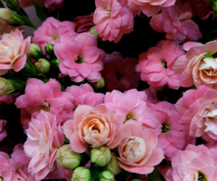 Flores 