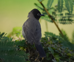 White-spectacled Bulbul