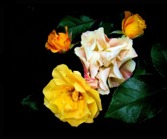 BLÜTEN