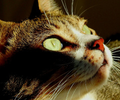 Cat's eyes