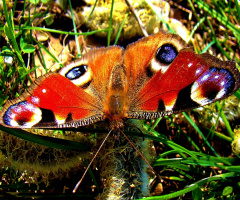 SCHMETTERLING