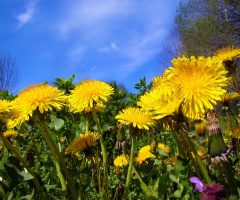BLÜTEN