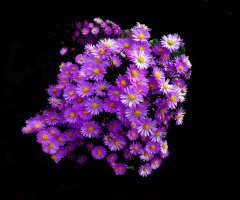 BLÜTEN