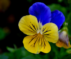 Perfect love (Viola tricolor)