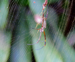 The spider and its cobweb