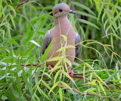 Zenaida auriculata