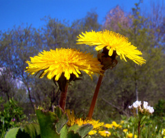 BLÜTEN