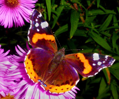 SCHMETTERLING