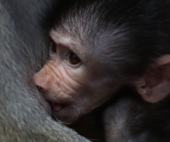 Little cute monkey...