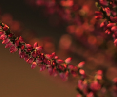 Red...
