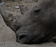 Rhino moment.....