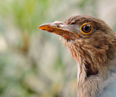 Bird of prey