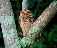 Burrowing Owl