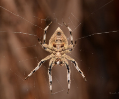 spider