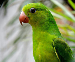 Periquito