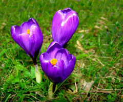 BLÜTEN