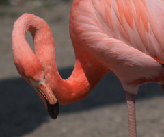 Flamingo close up