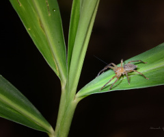 spider