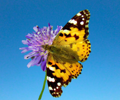 SCHMETTERLING