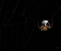 spider and prey