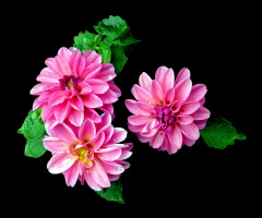 BLÜTEN