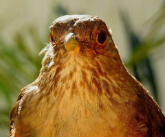 Looking straight ahead