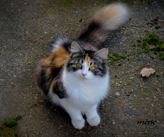 kedi