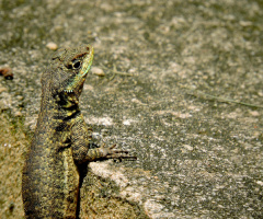 Curiosity 