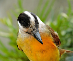 Pitangus sulphuratus 
