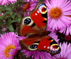 SCHMETTERLING
