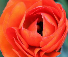 Orange...
