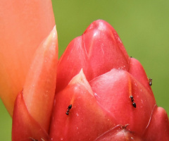 Little ants