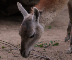 Lama moment ....
