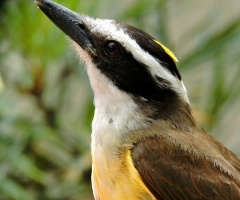 Great Kiskadee